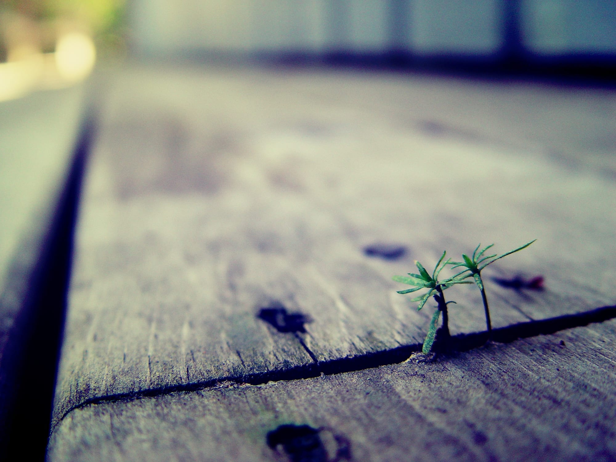 Seedlings growing through a crack in weathered timber
